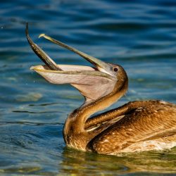 Pelicans