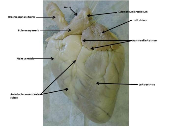 Heart sheep dissection anatomy lab pig diagram quiz life cow right science hearts cut bio physiology myocardium final split gross