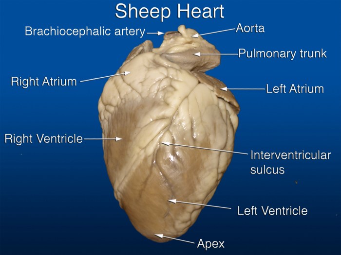 Anterior view of sheep heart