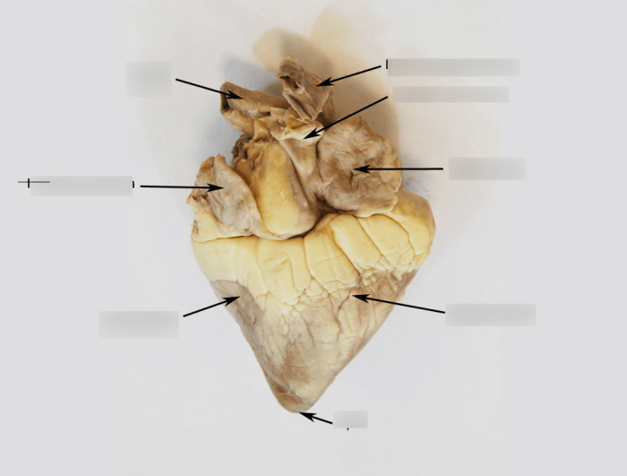 Heart anatomy sheep labeled dissection anterior human