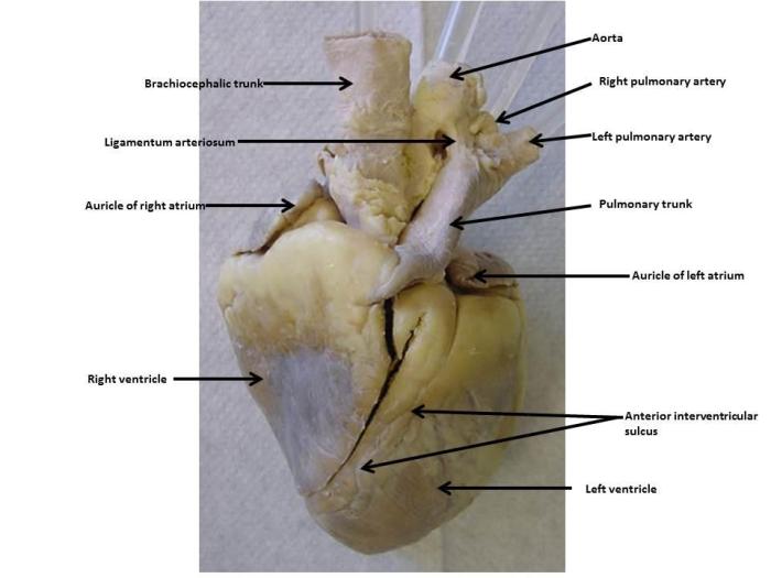 Sheep heart dissection cut half valve anatomy cow aortic semilunar apex structures blood labeled histology dissecting great showing found