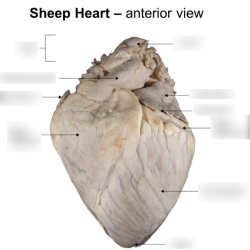 Anterior view of sheep heart