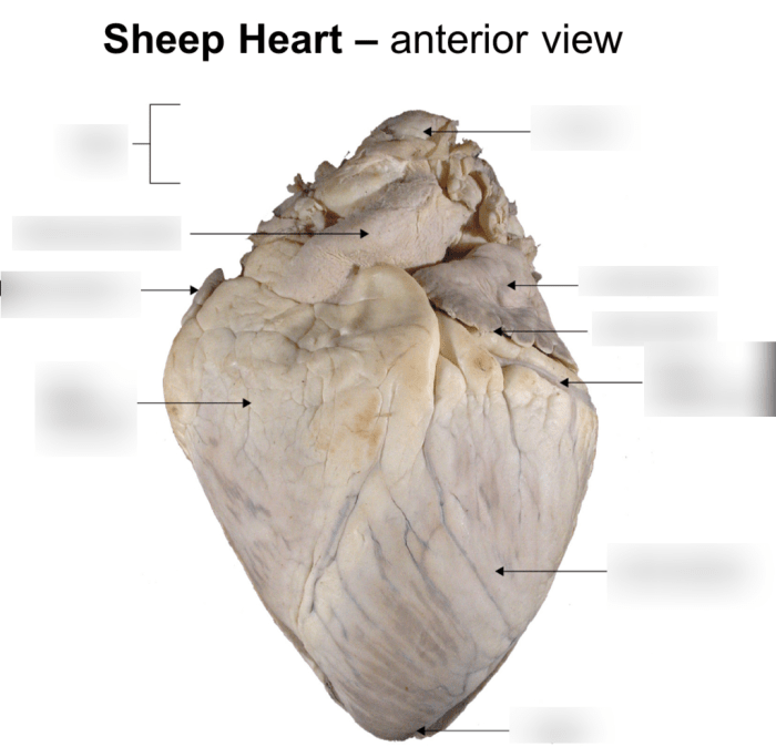 Anterior view of sheep heart