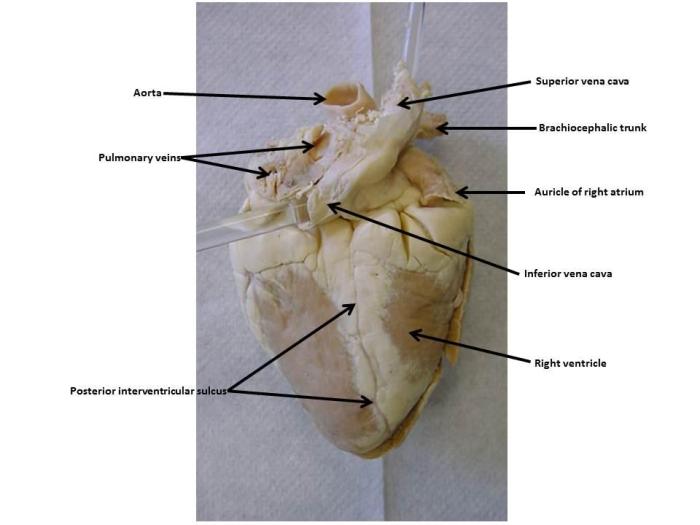 Heart sheep labeled diagram dissection anatomy carolina anterior right preserved atrium figure cutting edge cardiovascular alqu activity cake