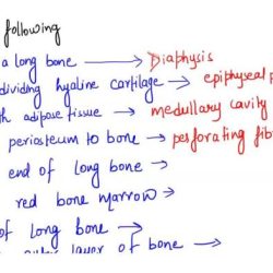 Match each of the following functions/descriptions with its skeletal structure