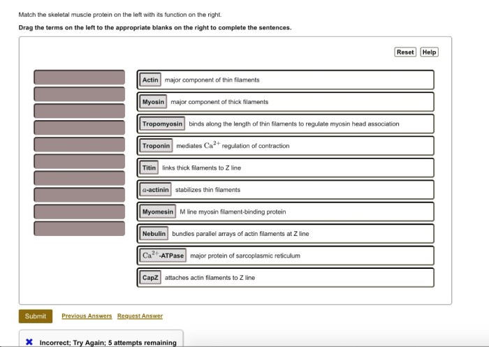 Match each of the following functions/descriptions with its skeletal structure